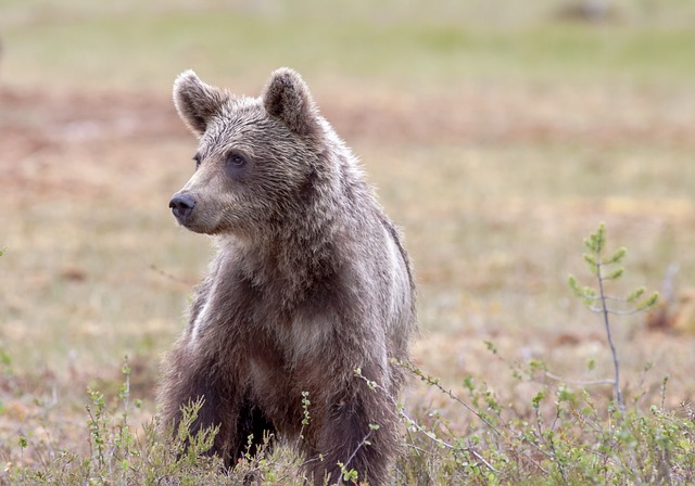 熊 棕色的熊 小熊 - 上的免费照片