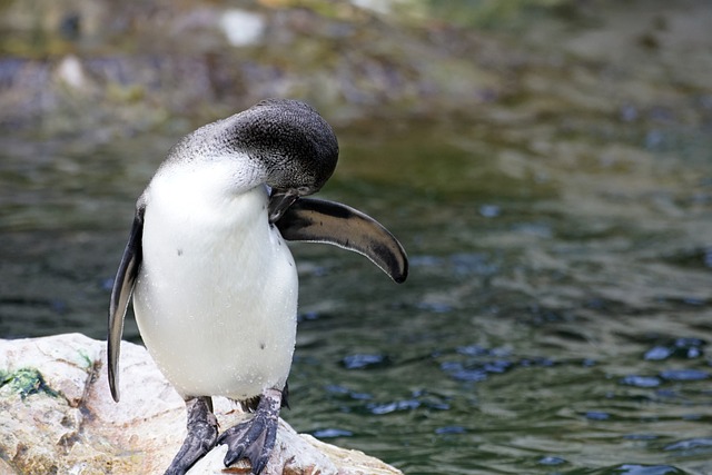 鸟 企鹅 洪堡企鹅 - 上的免费照片