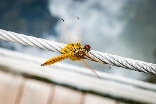 昆虫 蜻蜓 昆虫学 - 上的免费照片
