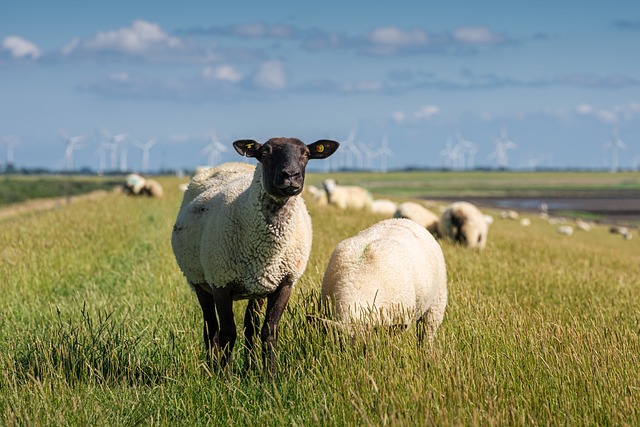 羊 动物 哺乳动物 - 上的免费照片