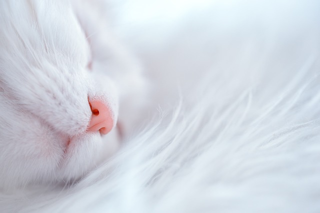 猫 睡觉 睡猫 - 上的免费照片