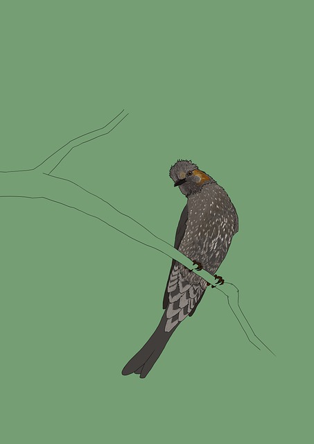 鸟 鹎 鸟类学 - 上的免费图片