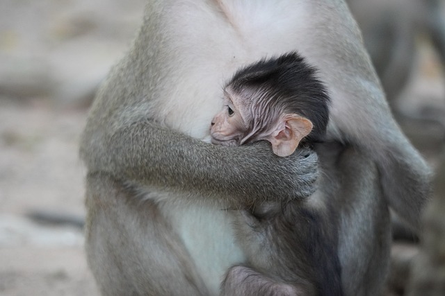 猴宝宝 猴 灵长类动物 - 上的免费照片