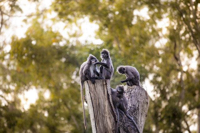 暗叶猴 猴子 动物 - 上的免费照片
