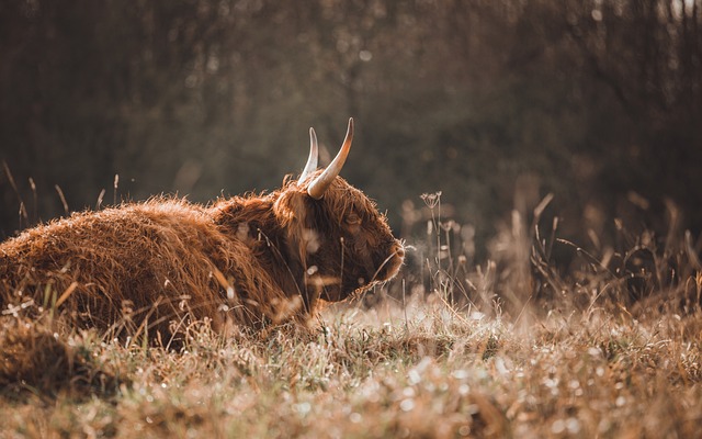 动物 牦牛 哺乳动物 - 上的免费照片