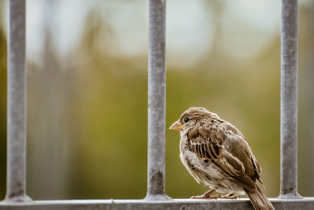 麻雀 鸟 动物 - 上的免费照片