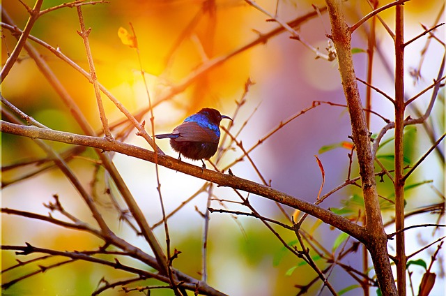 黑喉太阳鸟 鸟 枝杈 - 上的免费照片