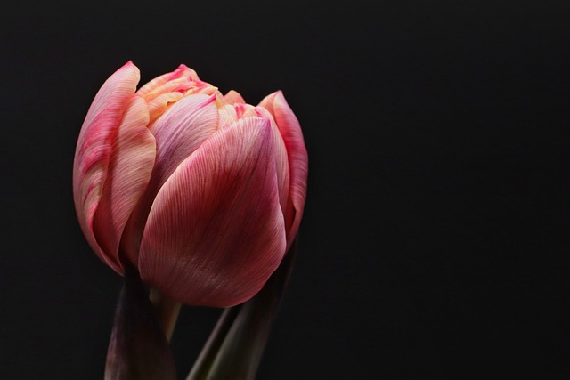 郁金香 花 盛开 - 上的免费照片
