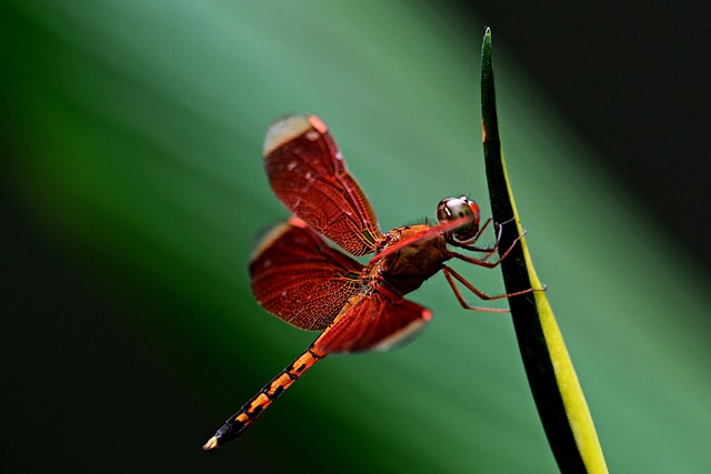 红蜻蜓 蜻蜓 昆虫 - 上的免费照片