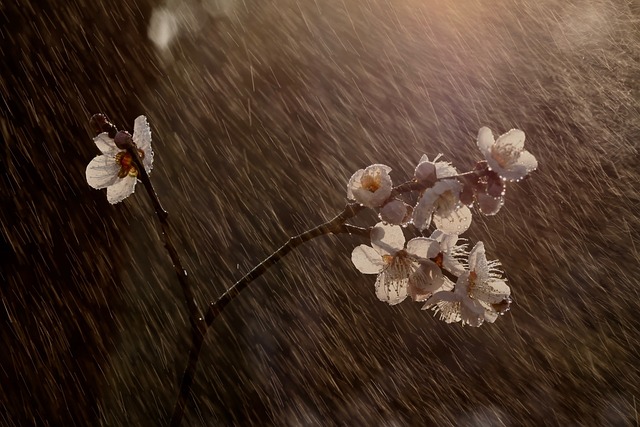 李子 花朵 樱花 - 上的免费照片