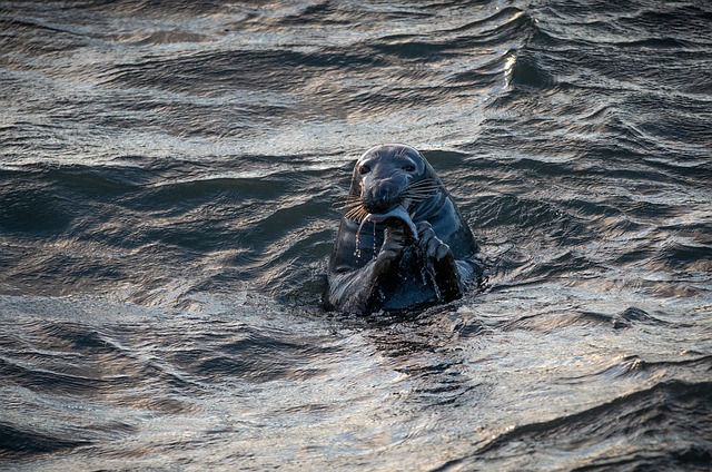 海豹 海洋 海 - 上的免费照片