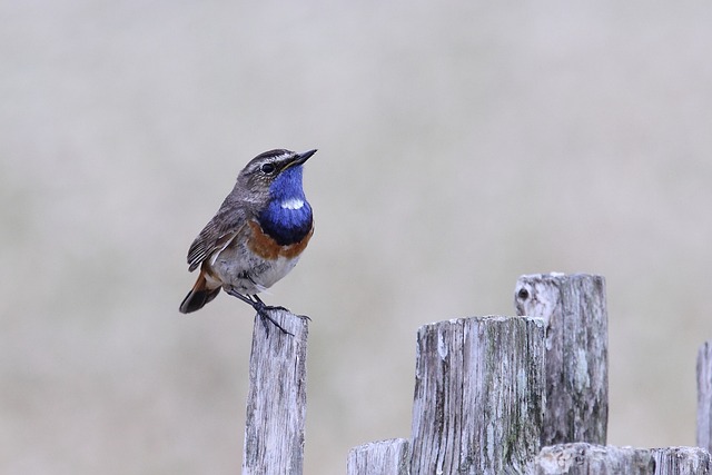 蓝喉 鸟 坐 - 上的免费照片