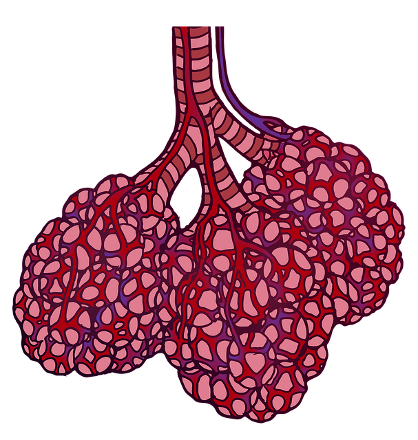 肺泡 肺 解剖学 - 上的免费图片