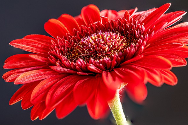 非洲菊 花 植物 - 上的免费照片
