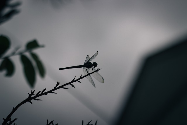 蜻蜓 自然 昆虫 - 上的免费照片