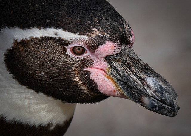 企鹅 鸟 头 - 上的免费照片