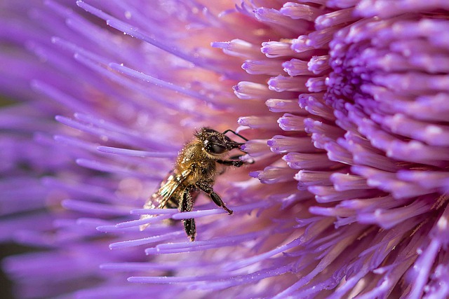 蜜蜂 花 开花 - 上的免费照片