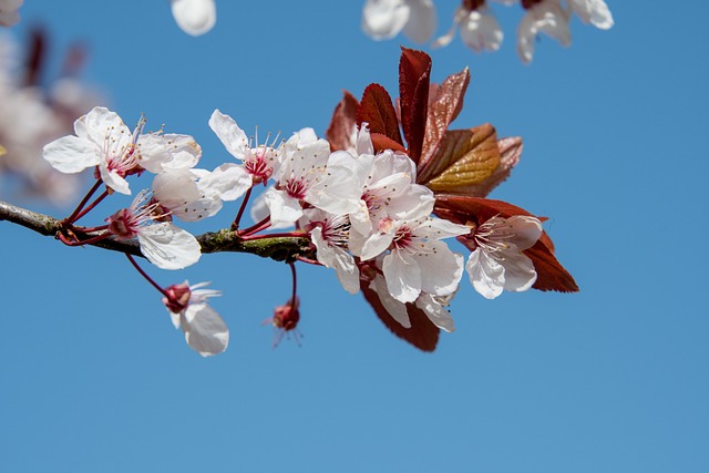 花朵 植物学 春天 - 上的免费照片
