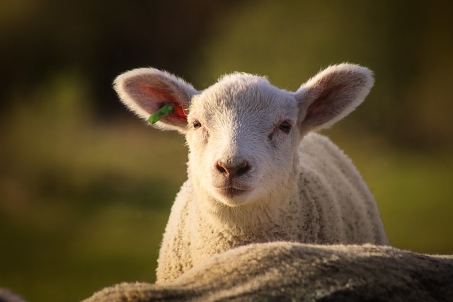 羊 羊肉 德国北部 - 上的免费照片