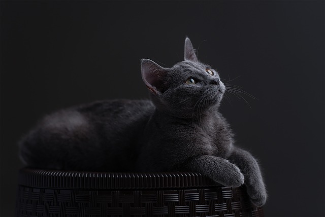 猫 俄罗斯蓝色的 俄罗斯蓝猫 - 上的免费照片