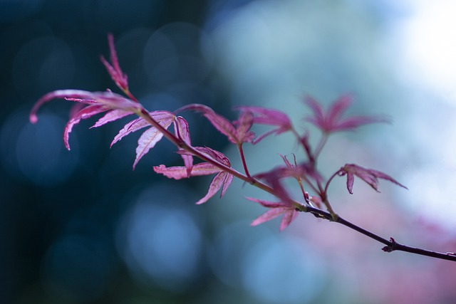 树叶 树 枝杈 - 上的免费照片