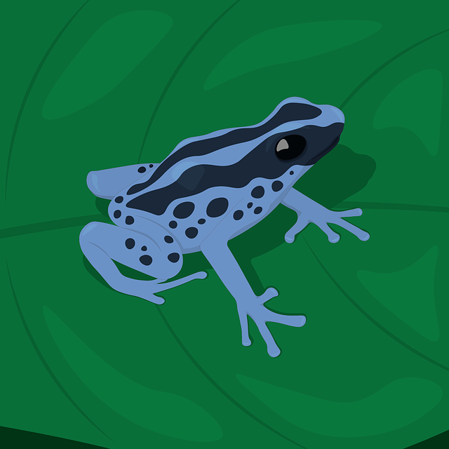 青蛙 动物 叶子 - 上的免费图片
