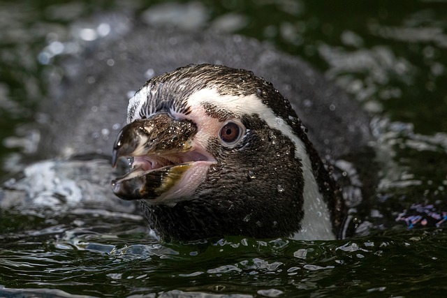 洪堡企鹅 企鹅 水 - 上的免费照片
