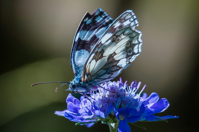 蝴蝶 花 昆虫 - 上的免费照片