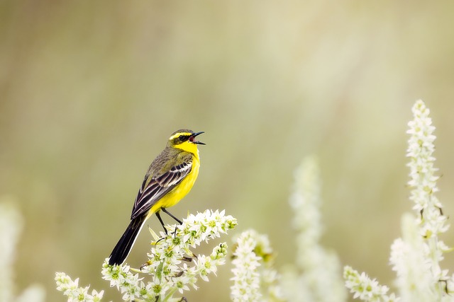 野生鸟 黄鹡鸰 黄花椒 - 上的免费照片