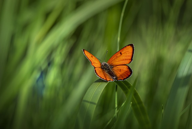 蝴蝶 马蹄莲 小铜 - 上的免费照片