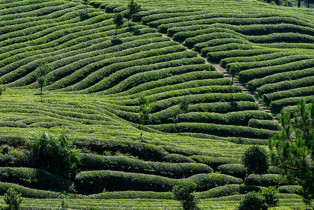 茶 茶园 茶叶 - 上的免费照片