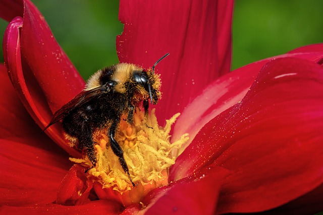 大黄蜂 蜜蜂 翅膀 - 上的免费照片