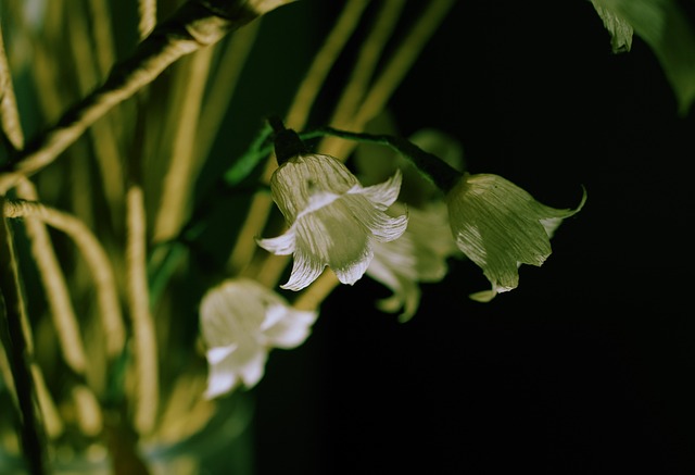 山谷里的百合 纸花 白色的花 - 上的免费照片