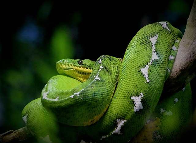 蛇 爬虫 Python - 上的免费照片