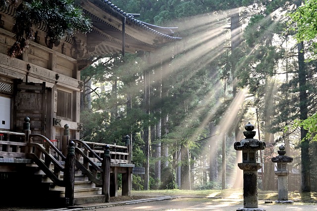 太阳光线 森林 高野山寺 - 上的免费照片
