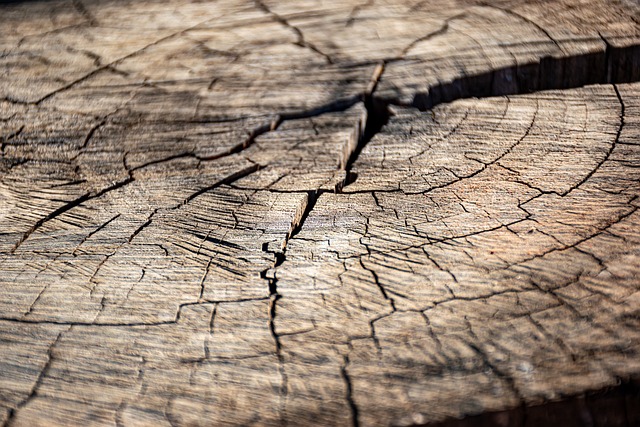 木头 干燥木材 树干 - 上的免费照片