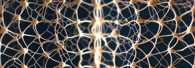神经元 脑 网络 - 上的免费图片