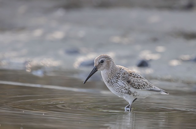 鸟 斑鹬 海滩鸟 - 上的免费照片