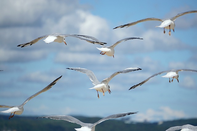 鸟 海鸥 飞翔的海鸥 - 上的免费照片