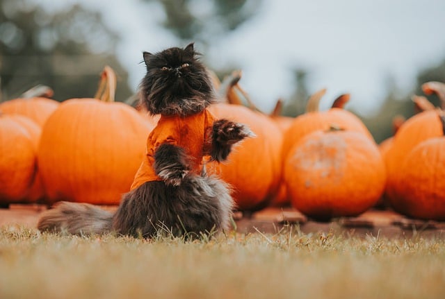 万圣节 黑猫 秋天 - 上的免费照片