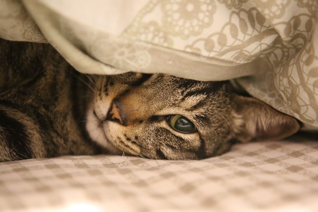 猫 猫科动物 床 - 上的免费照片