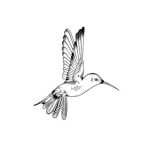 鸟 蜂鸟 画画 - 上的免费图片