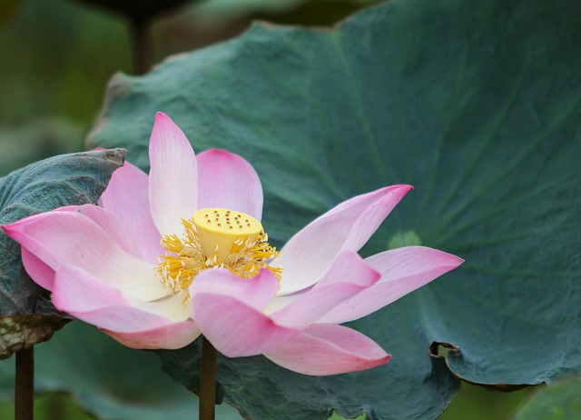 花 莲花 植物学 - 上的免费照片