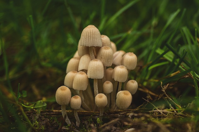 蘑菇 毒蘑菇 鸡腿菇 - 上的免费照片