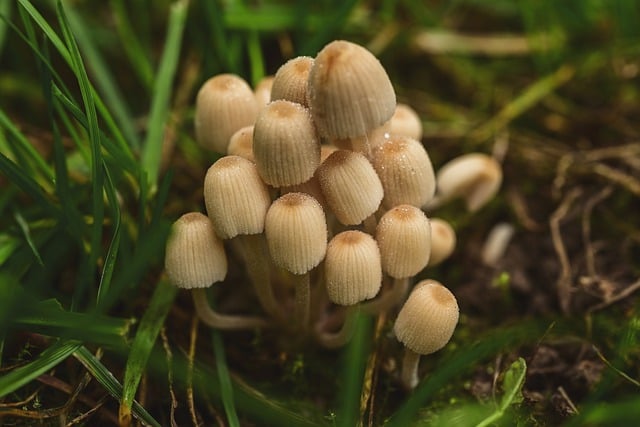 蘑菇 秋季 鸡腿菇 - 上的免费照片
