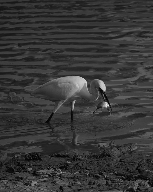 白鹭 Egret Series 3 鸟类 白色 - 上的免费照片