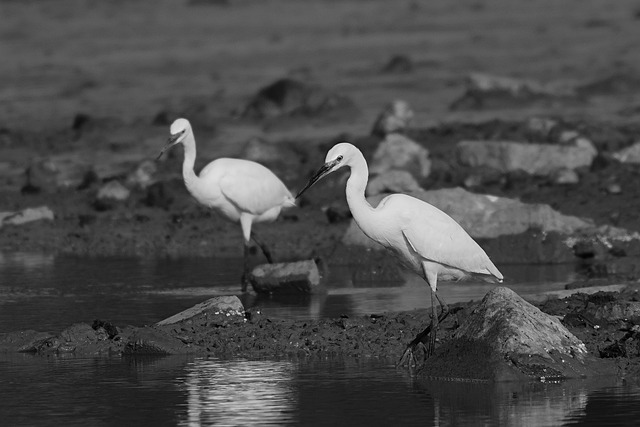 白鹭 Egret Series 4 鸟类 白色 - 上的免费照片