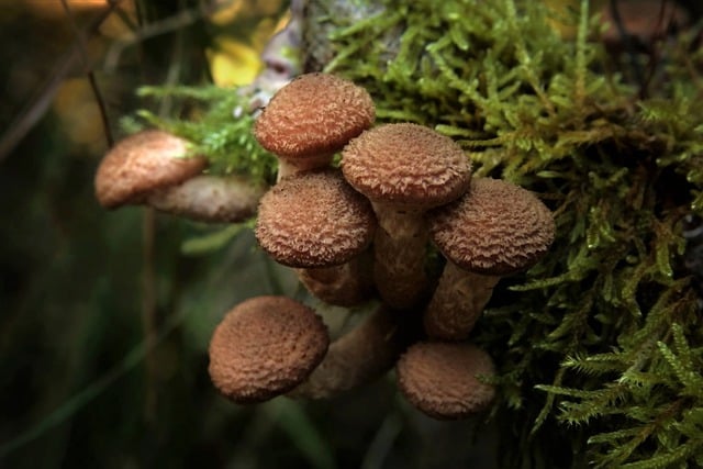 蘑菇 苔藓 蜜环菌 - 上的免费照片