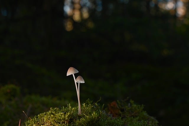 蘑菇 植物 毒菌 - 上的免费照片