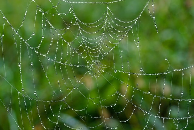 蜘蛛网 卷筒纸 湿的 - 上的免费照片